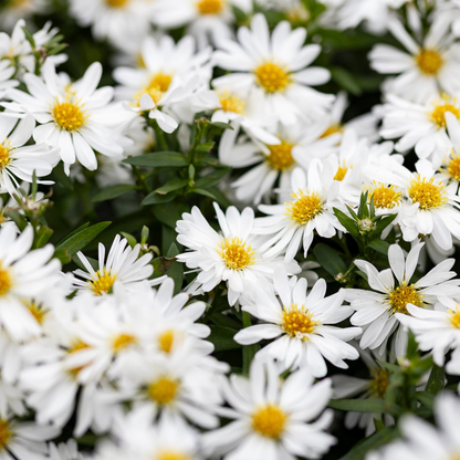 Aster (D) 'Schneekissen' - Herfstaster