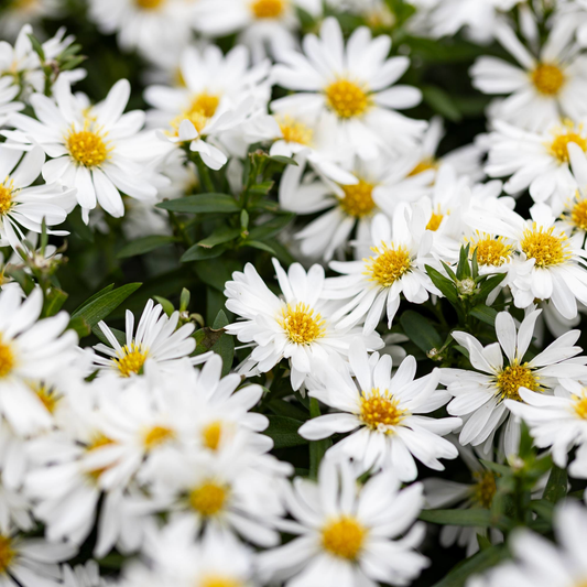 Aster (D) 'Schneekissen' - Herfstaster