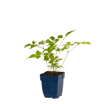 Astilbe (J) ‘Europa’ - Pluimspirea