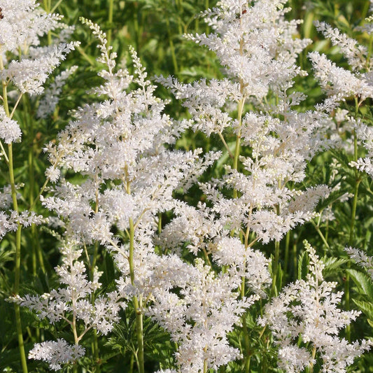 Astilbe (J) ‘Deutschland’ - Pluimspirea