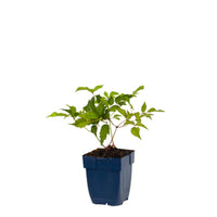 Astilbe (J) ‘Deutschland’ - Pluimspirea