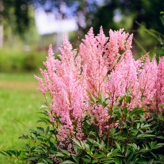 Astilbe (J) ‘Europa’ - Pluimspirea