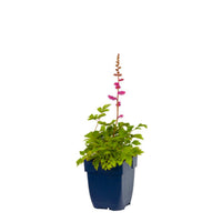 Astilbe chinensis 'Pumila' - Compacte Pluimspirea