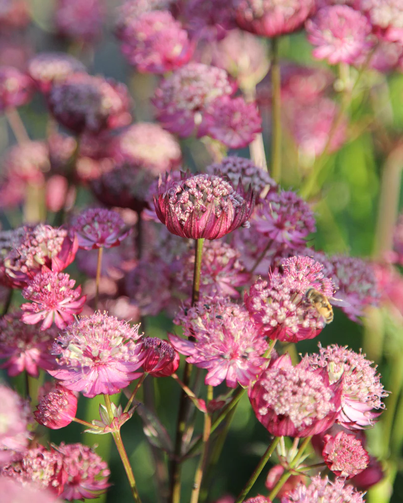 Astrantia major 'Rosensinfonie' - Zeeuws knoopje