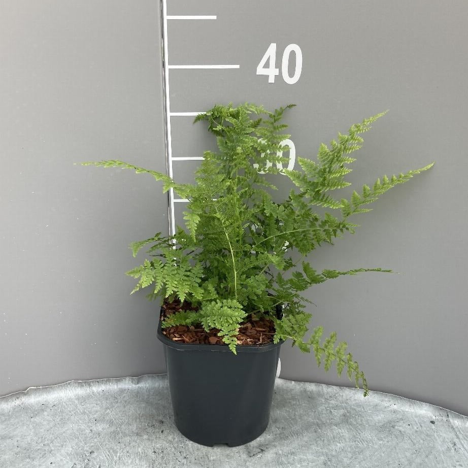 Athyrium filix-femina - Wijfjesvaren
