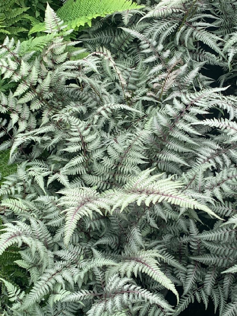 Athyrium niponicum 'Metallicum' - Japanse Regenboogvaren