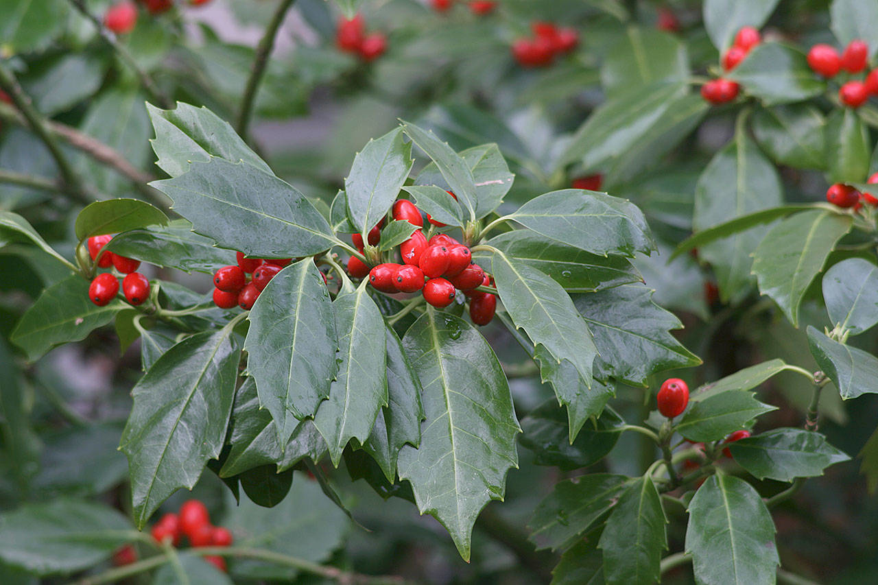 Aucuba japonica 'Rozannie' - Broodboom