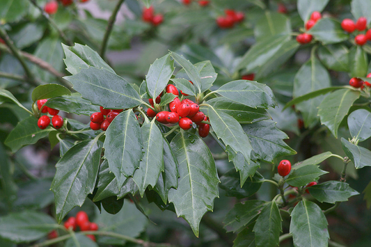 Aucuba japonica 'Rozannie' - Broodboom