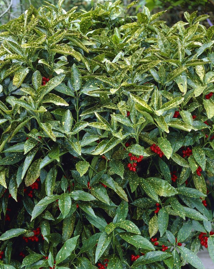 Aucuba japonica 'Variegata' - Bontbladige broodboom