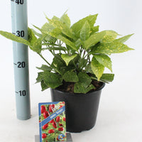Aucuba japonica 'Variegata' - Bontbladige broodboom