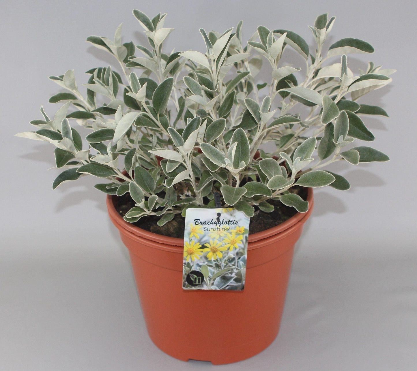 Brachyglottis 'Sunshine' - Kruiskruid