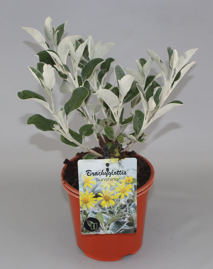 Brachyglottis 'Sunshine' - Kruiskruid