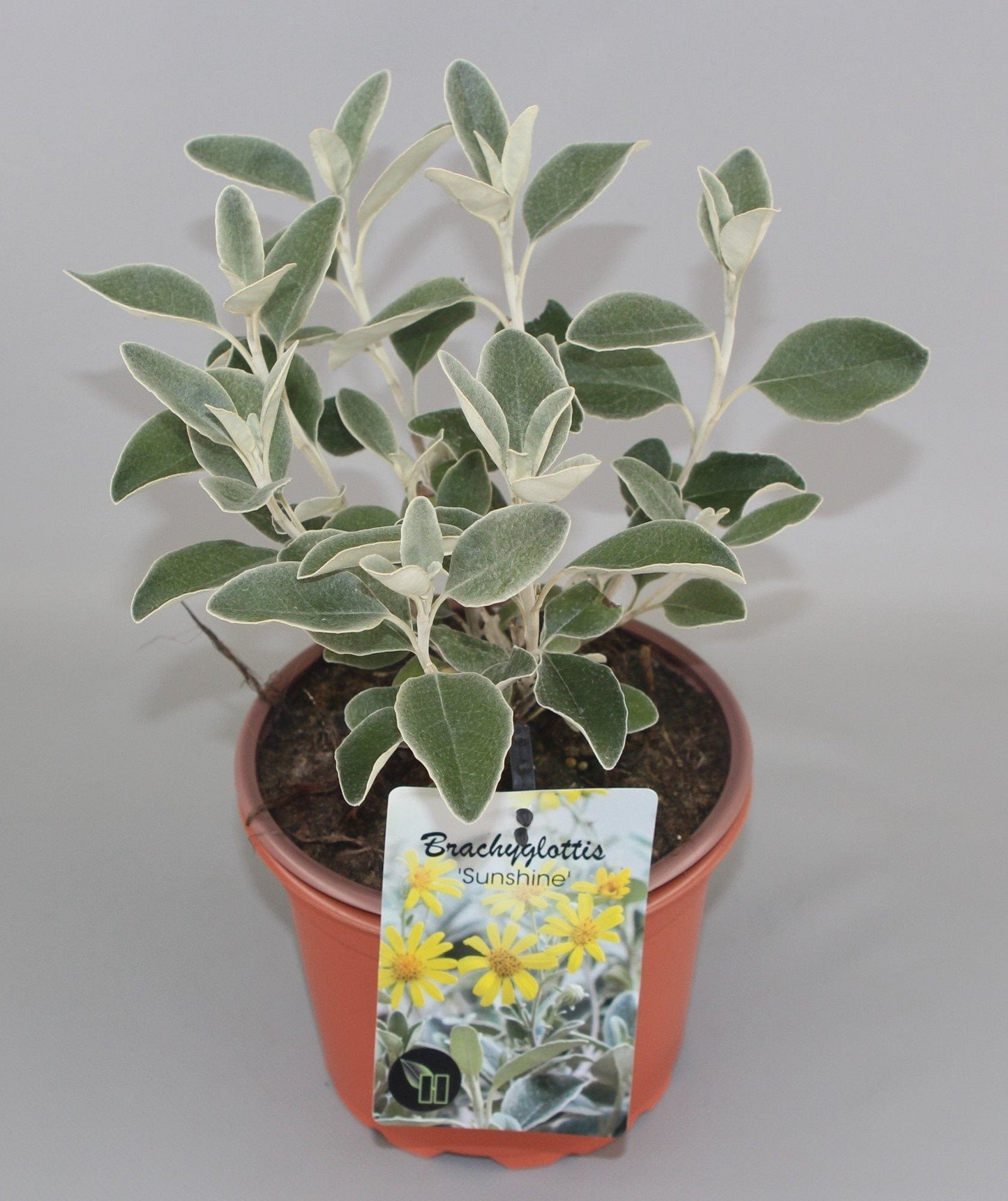 Brachyglottis 'Sunshine' - Kruiskruid