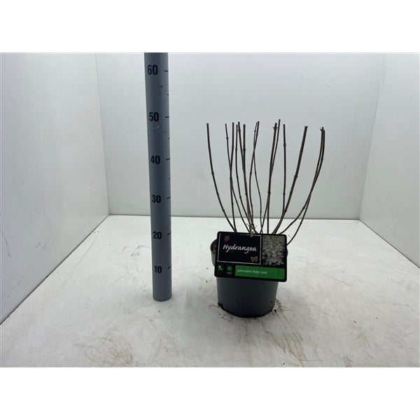 Hydrangea paniculata Baby Lace® - Kleinblijvende witte Pluimhortensia