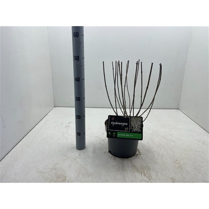 Hydrangea paniculata Baby Lace® - Kleinblijvende witte Pluimhortensia