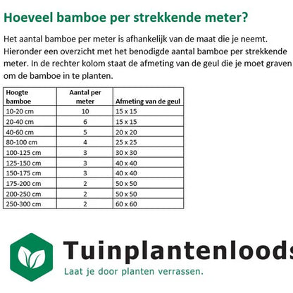 Phyllostachys nigra - Woekerende bamboe