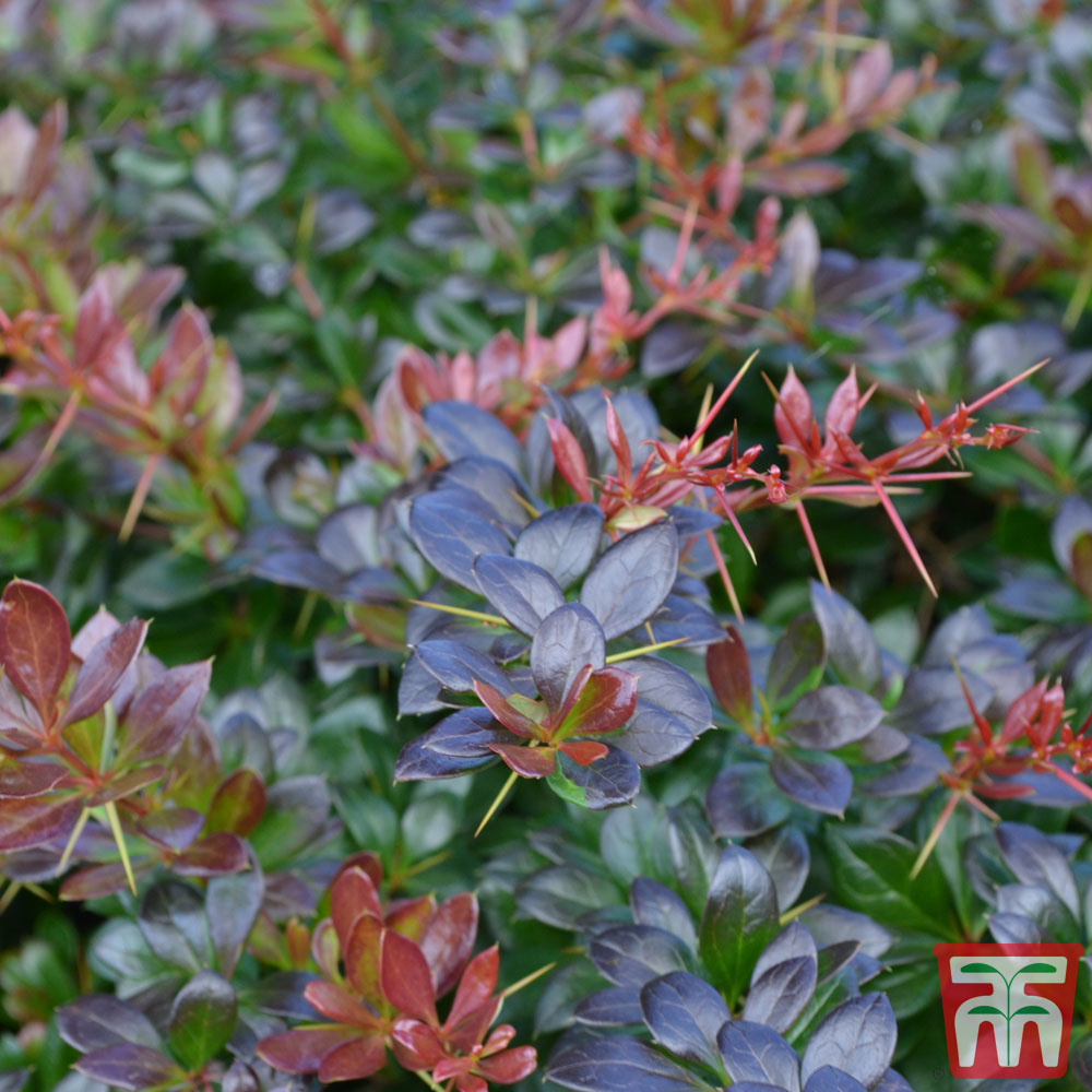 Berberis media 'Red Jewel' - Zuurbes