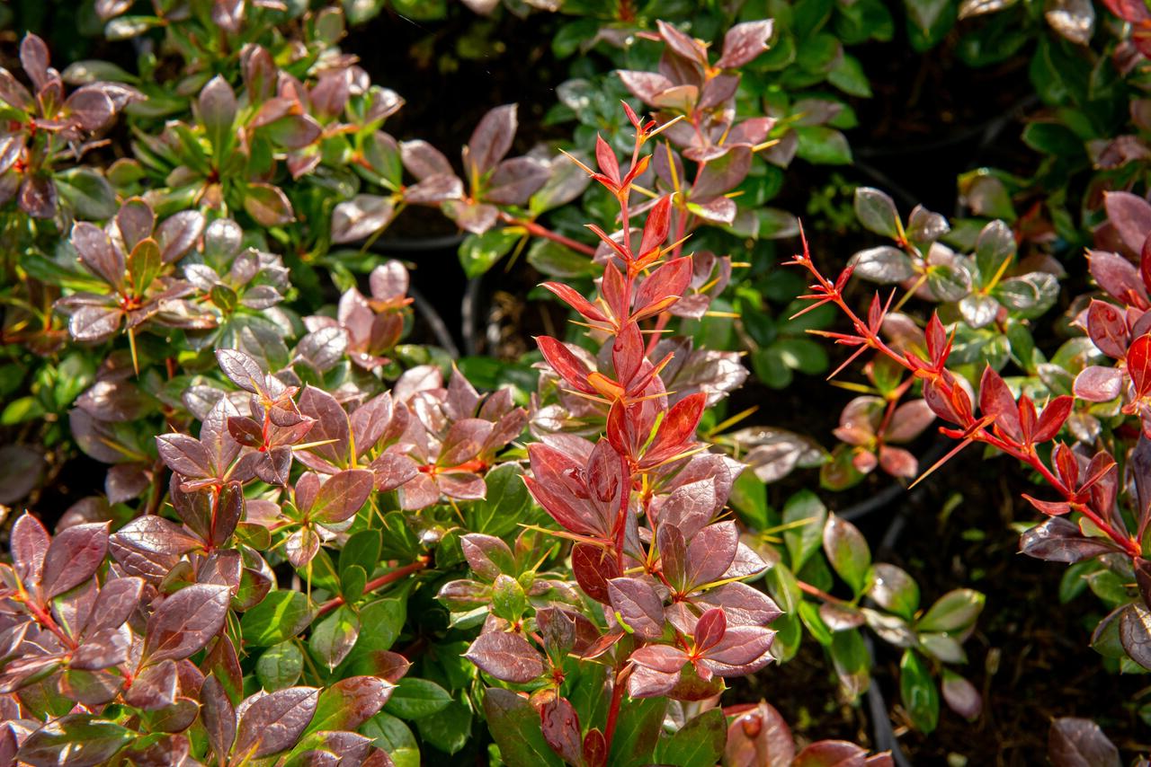 Berberis media 'Red Jewel' - Zuurbes