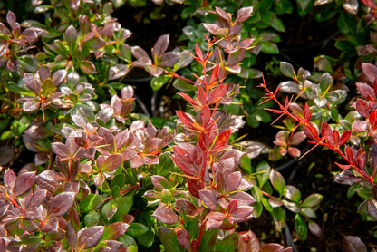 Berberis media 'Red Jewel' - Zuurbes
