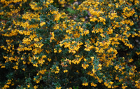 Berberis darwinii 'Compacta' - Zuurbes