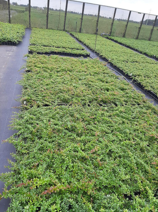 Berberis interposita 'Wallich's Purple' - Zuurbes