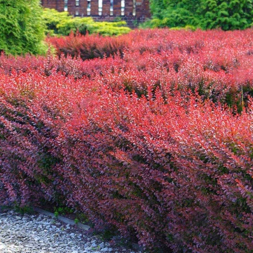 Berberis thunbergii 'Atropurpurea' - Rode Zuurbes haag blote wortel
