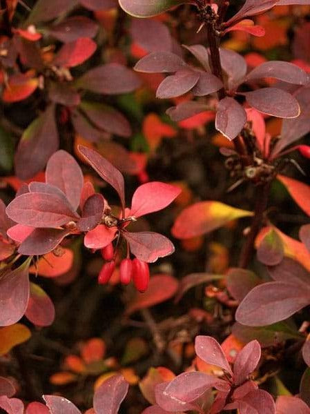 Berberis thunbergii 'Atropurpurea' - Rode Zuurbes haag blote wortel