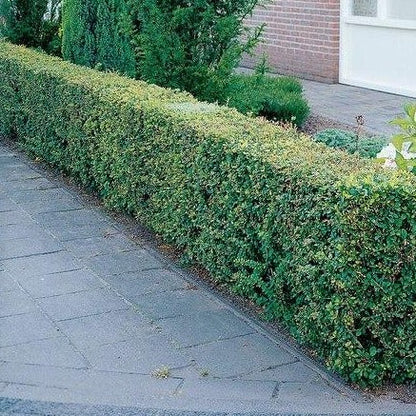 Berberis thunbergii - Gewone Zuurbes haag blote wortel