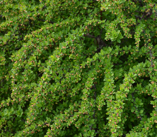 Berberis thunbergii 'Green Carpet' - Zuurbes