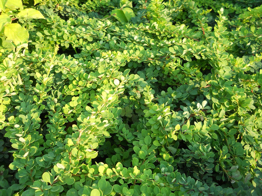 Berberis thunbergii 'Green Carpet' - Zuurbes