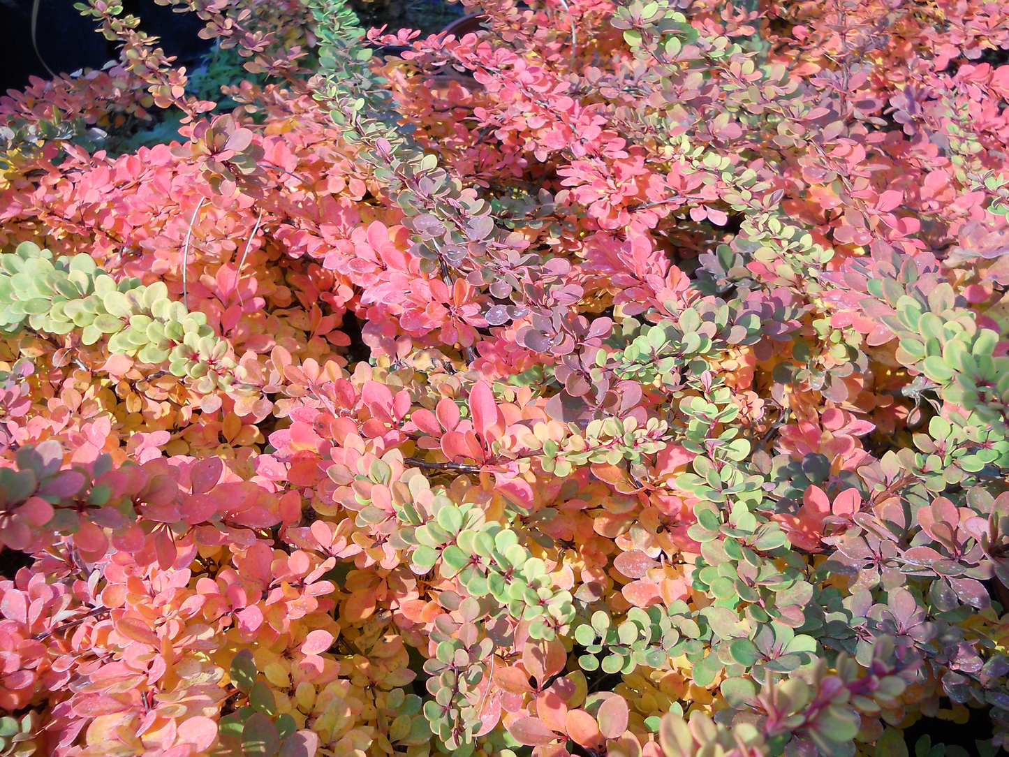 Berberis thunbergii 'Green Carpet' - Zuurbes