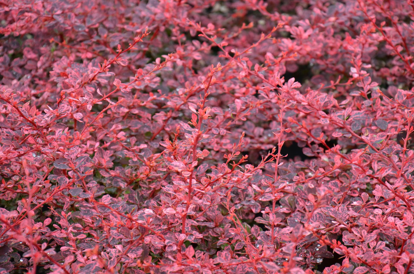 Berberis thunbergii 'Harlequin' - Zuurbes