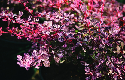 Berberis thunbergii 'Harlequin' - Zuurbes