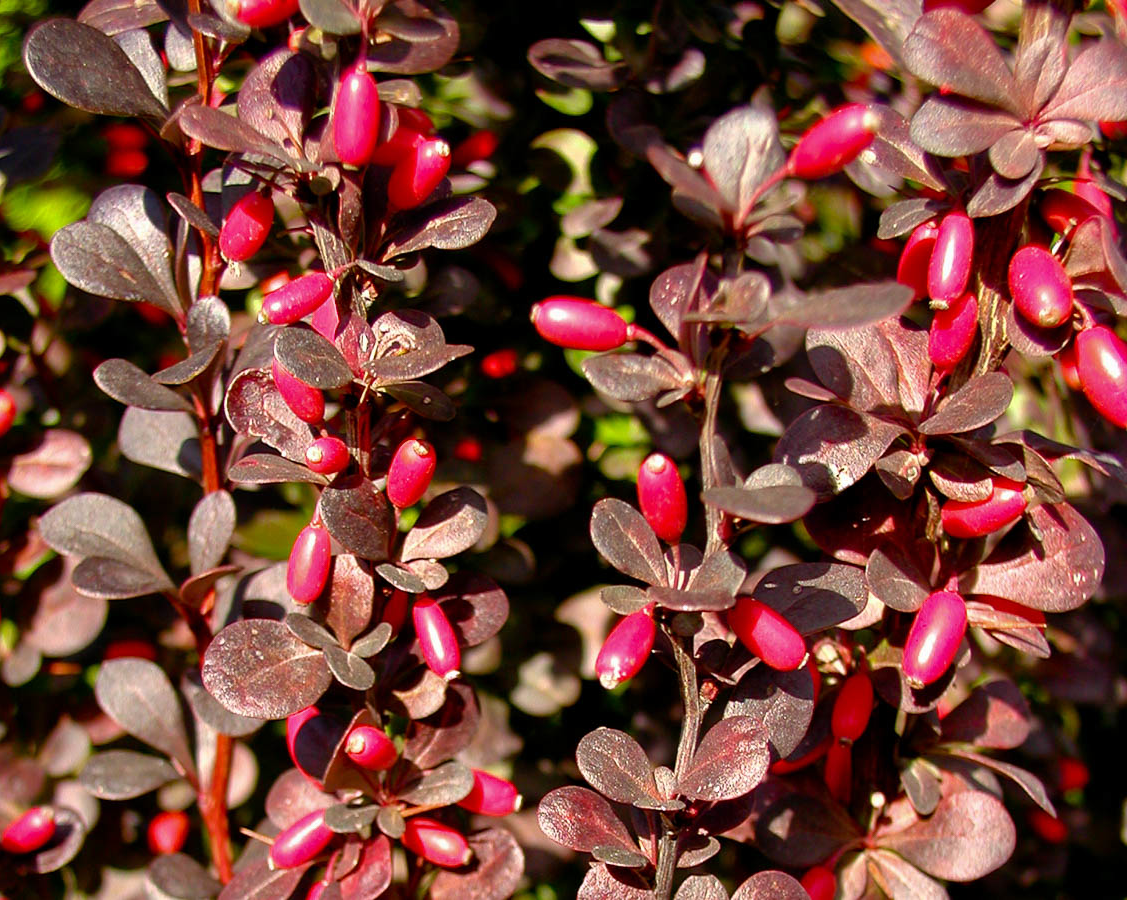 Berberis thunbergii 'Helmond Pillar' - Zuurbes