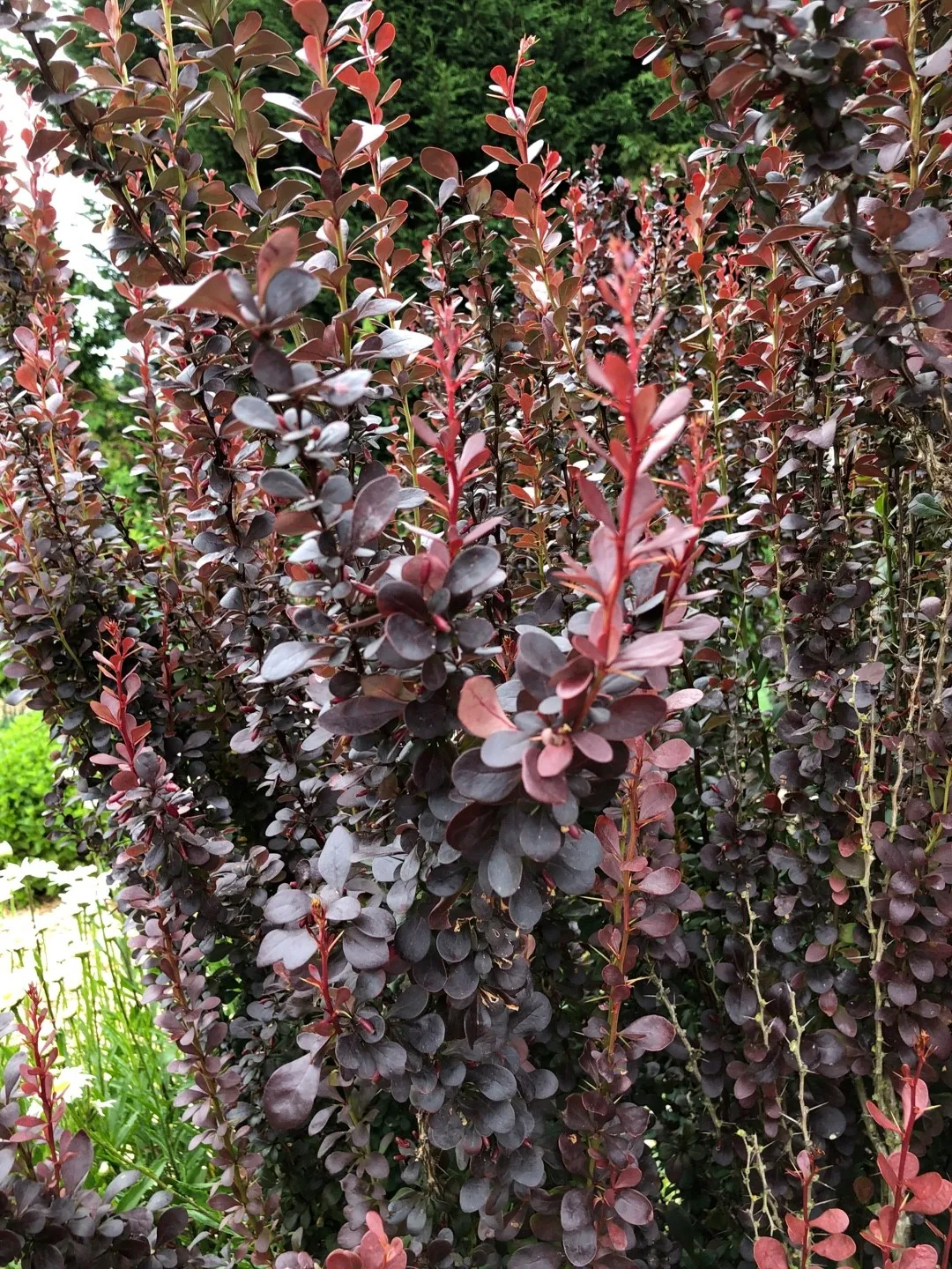 Berberis thunbergii 'Red Pillar' - Zuurbes