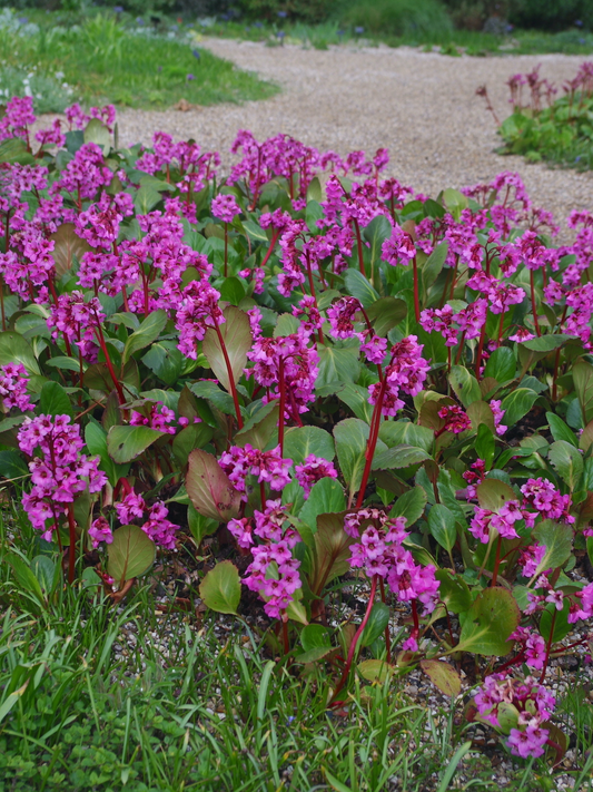 Bergenia cordifolia - Schoenlappersplant
