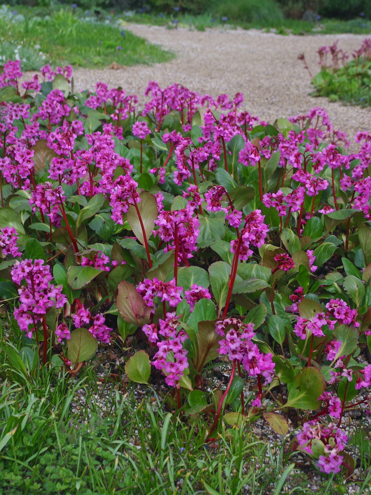 Bergenia cordifolia - Schoenlappersplant - Pakket van 10 stuks