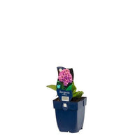 Bergenia cordifolia - Schoenlappersplant - Pakket van 10 stuks