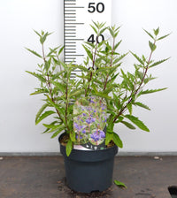 Caryopteris  clandonensis 'Heavenly Blue' - Blauwbaard