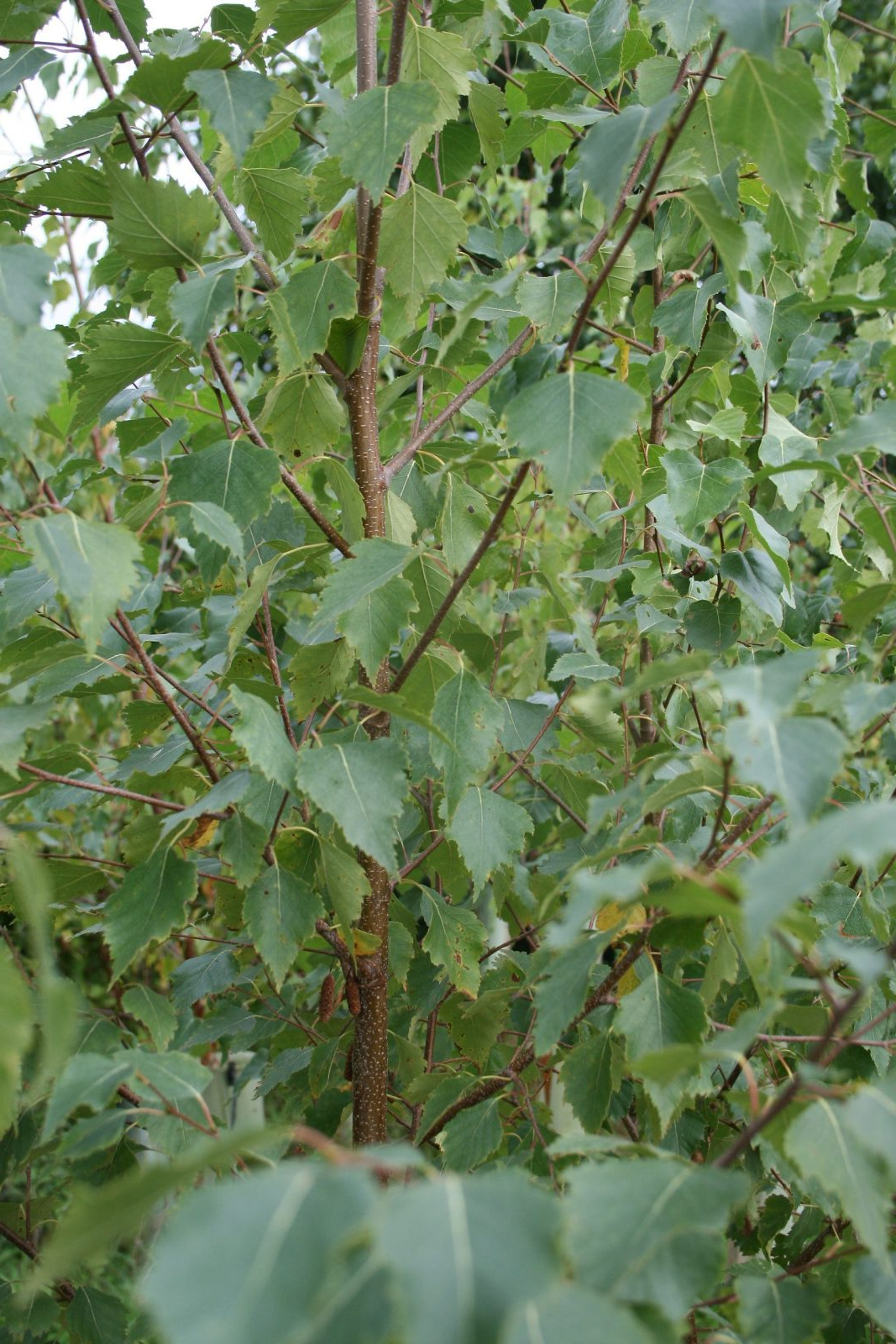 Betula pendula - Ruwe Berkenhaag blote wortel