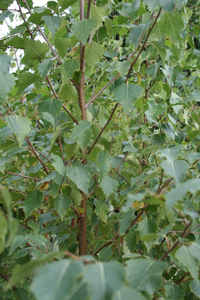 Betula pendula - Ruwe Berkenhaag blote wortel