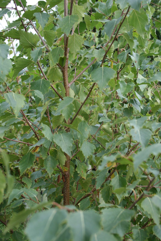 Birkenboom met groene bladeren en bruine stammen, geschikt voor tuin- en landschapsontwerp. Natuurlijke groene kleur en textuur, ideaal voor decoratieve tuinbouw en boslandschappen.