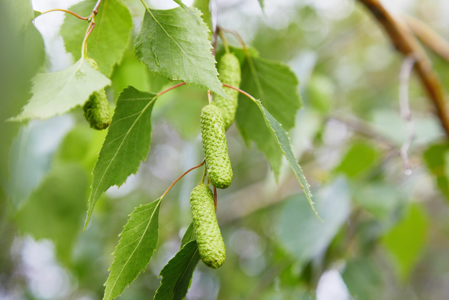 Betula pendula - Ruwe Berkenhaag blote wortel