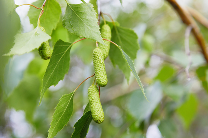 Betula pendula - Ruwe Berkenhaag blote wortel