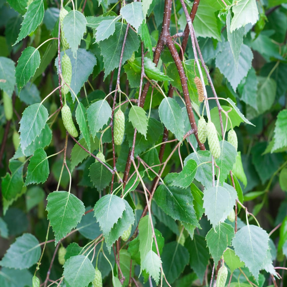 Betula pendula - Ruwe Berkenhaag blote wortel