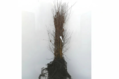 Betula pendula - Ruwe Berkenhaag blote wortel