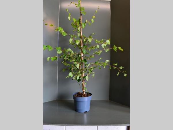 Betula pendula 'Spider Alley' - Kronkelberk