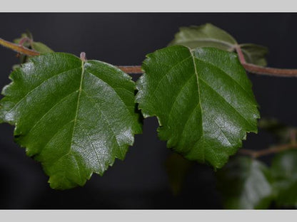 Betula pendula 'Spider Alley' - Kronkelberk