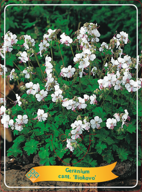 Geranium cantabrigiense 'Biokovo' - Witte Ooievaarsbek