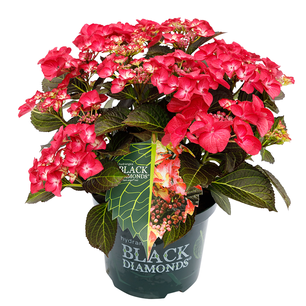 Hydrangea macrophylla 'Dark Angel Red' - Black Diamonds® Collection